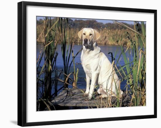 Golden Labrador Retriever Dog Portrait, Sitting by Water-Lynn M. Stone-Framed Photographic Print