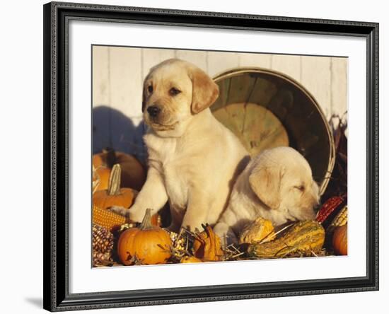 Golden Labrador Retriever Puppies, USA-Lynn M. Stone-Framed Photographic Print