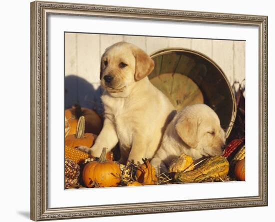 Golden Labrador Retriever Puppies, USA-Lynn M. Stone-Framed Photographic Print