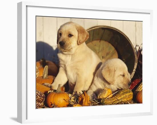 Golden Labrador Retriever Puppies, USA-Lynn M. Stone-Framed Photographic Print