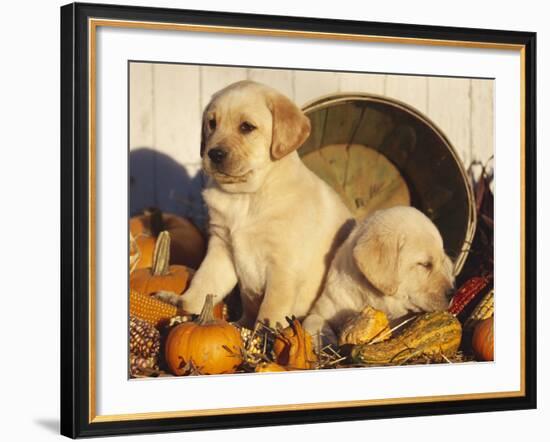 Golden Labrador Retriever Puppies, USA-Lynn M. Stone-Framed Photographic Print