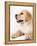 Golden Labrador Retriever Puppy-Martin Harvey-Framed Premier Image Canvas