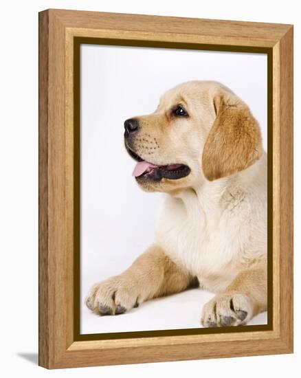 Golden Labrador Retriever Puppy-Martin Harvey-Framed Premier Image Canvas