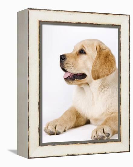 Golden Labrador Retriever Puppy-Martin Harvey-Framed Premier Image Canvas