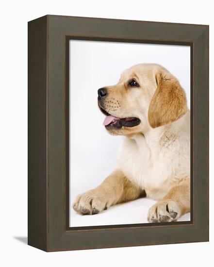 Golden Labrador Retriever Puppy-Martin Harvey-Framed Premier Image Canvas