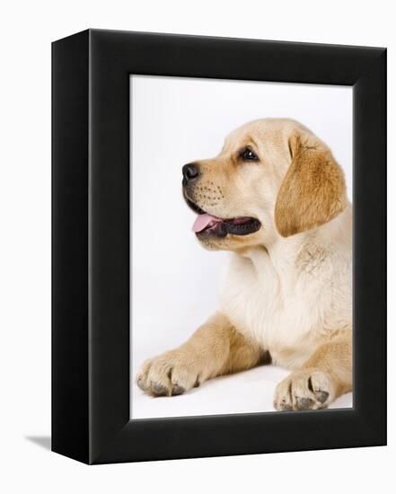 Golden Labrador Retriever Puppy-Martin Harvey-Framed Premier Image Canvas