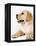 Golden Labrador Retriever Puppy-Martin Harvey-Framed Premier Image Canvas