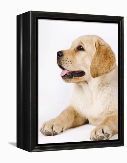 Golden Labrador Retriever Puppy-Martin Harvey-Framed Premier Image Canvas