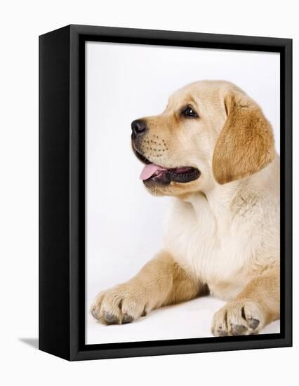 Golden Labrador Retriever Puppy-Martin Harvey-Framed Premier Image Canvas