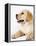 Golden Labrador Retriever Puppy-Martin Harvey-Framed Premier Image Canvas