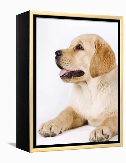 Golden Labrador Retriever Puppy-Martin Harvey-Framed Premier Image Canvas