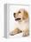 Golden Labrador Retriever Puppy-Martin Harvey-Framed Premier Image Canvas