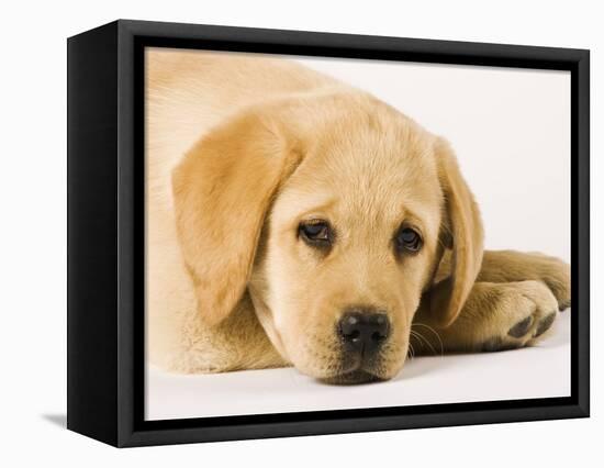 Golden Labrador Retriever Puppy-Martin Harvey-Framed Premier Image Canvas