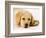 Golden Labrador Retriever Puppy-Martin Harvey-Framed Photographic Print