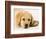 Golden Labrador Retriever Puppy-Martin Harvey-Framed Photographic Print