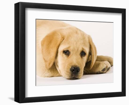 Golden Labrador Retriever Puppy-Martin Harvey-Framed Photographic Print