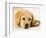 Golden Labrador Retriever Puppy-Martin Harvey-Framed Photographic Print