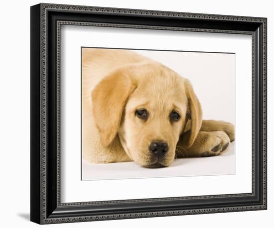 Golden Labrador Retriever Puppy-Martin Harvey-Framed Photographic Print