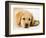 Golden Labrador Retriever Puppy-Martin Harvey-Framed Photographic Print