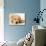 Golden Labrador Retriever Puppy-Martin Harvey-Photographic Print displayed on a wall