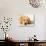 Golden Labrador Retriever Puppy-Martin Harvey-Photographic Print displayed on a wall