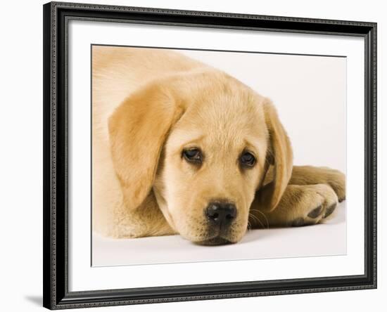 Golden Labrador Retriever Puppy-Martin Harvey-Framed Photographic Print