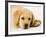 Golden Labrador Retriever Puppy-Martin Harvey-Framed Photographic Print