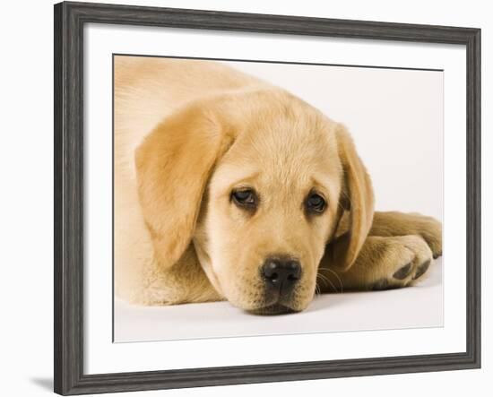 Golden Labrador Retriever Puppy-Martin Harvey-Framed Photographic Print