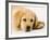 Golden Labrador Retriever Puppy-Martin Harvey-Framed Photographic Print