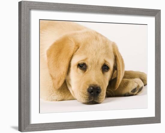 Golden Labrador Retriever Puppy-Martin Harvey-Framed Photographic Print