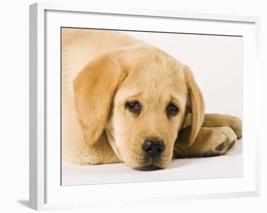 Golden Labrador Retriever Puppy-Martin Harvey-Framed Photographic Print