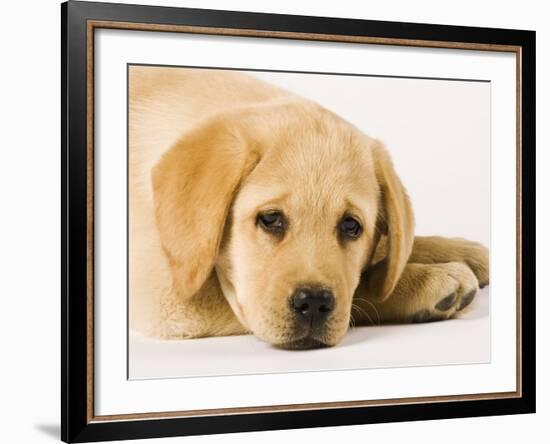 Golden Labrador Retriever Puppy-Martin Harvey-Framed Photographic Print