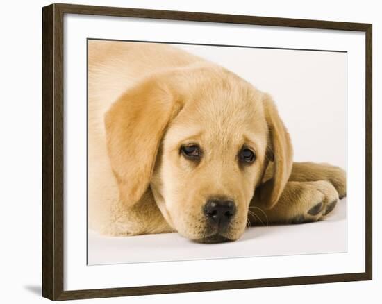 Golden Labrador Retriever Puppy-Martin Harvey-Framed Photographic Print