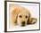 Golden Labrador Retriever Puppy-Martin Harvey-Framed Photographic Print