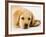 Golden Labrador Retriever Puppy-Martin Harvey-Framed Photographic Print