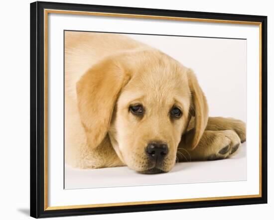 Golden Labrador Retriever Puppy-Martin Harvey-Framed Photographic Print