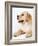 Golden Labrador Retriever Puppy-Martin Harvey-Framed Photographic Print