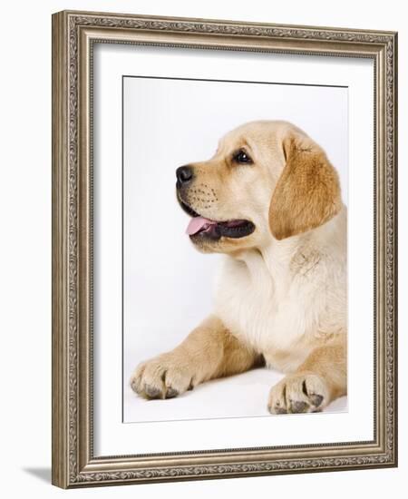 Golden Labrador Retriever Puppy-Martin Harvey-Framed Photographic Print