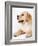 Golden Labrador Retriever Puppy-Martin Harvey-Framed Photographic Print