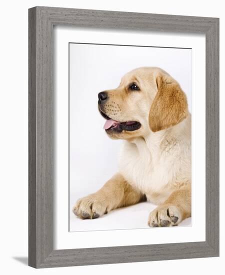 Golden Labrador Retriever Puppy-Martin Harvey-Framed Photographic Print