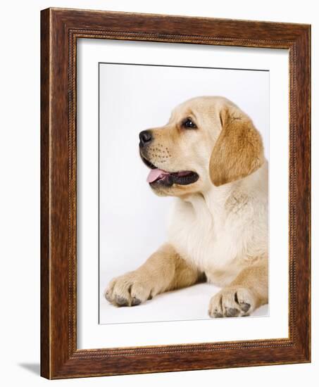 Golden Labrador Retriever Puppy-Martin Harvey-Framed Photographic Print