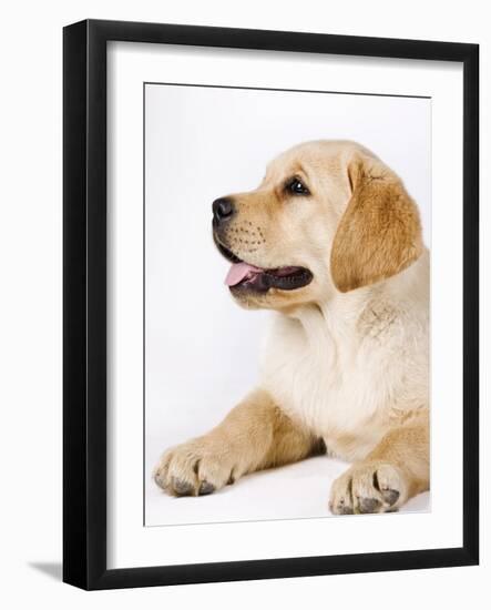 Golden Labrador Retriever Puppy-Martin Harvey-Framed Photographic Print