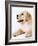 Golden Labrador Retriever Puppy-Martin Harvey-Framed Photographic Print