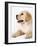 Golden Labrador Retriever Puppy-Martin Harvey-Framed Photographic Print