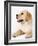 Golden Labrador Retriever Puppy-Martin Harvey-Framed Photographic Print