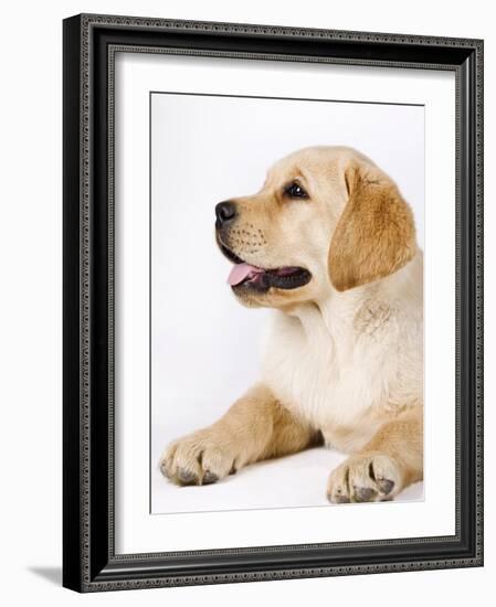 Golden Labrador Retriever Puppy-Martin Harvey-Framed Photographic Print