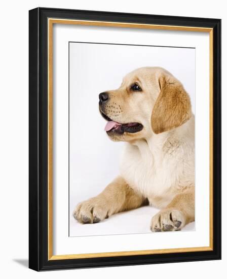 Golden Labrador Retriever Puppy-Martin Harvey-Framed Photographic Print