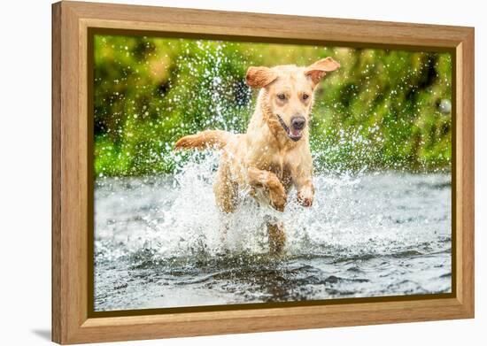 Golden Labrador running through a shallow river-John Alexander-Framed Premier Image Canvas