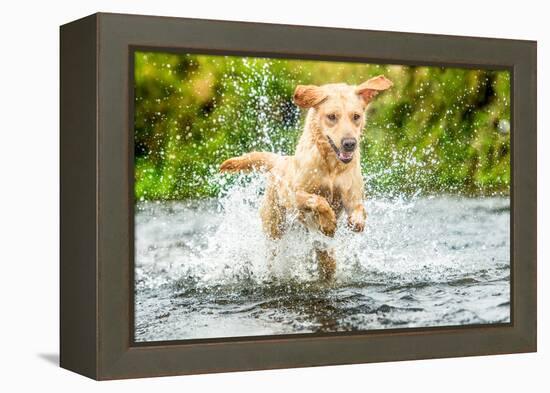 Golden Labrador running through a shallow river-John Alexander-Framed Premier Image Canvas