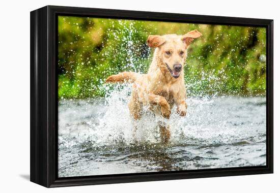 Golden Labrador running through a shallow river-John Alexander-Framed Premier Image Canvas